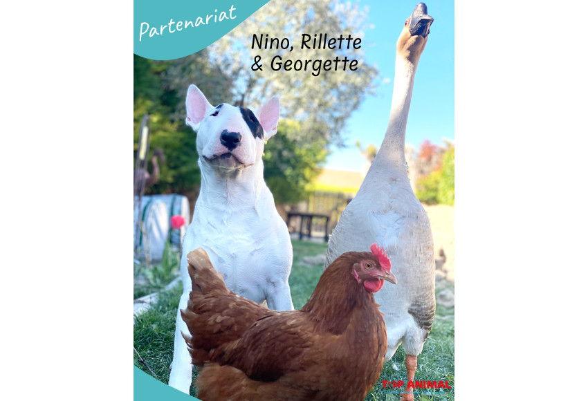 PARTENARIAT : NINO, RILLETTE ET GEORGETTE